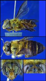   Apis koschevnikovi  female, photo: A.H. Smith-Pardo 
